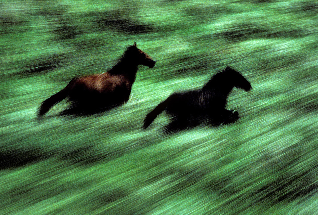 Wild Brumbies, Northern Territory, Australia, ©2017