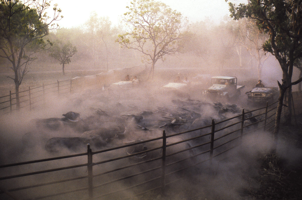 Mustering wild Buffalos in the Northern Territory, Australia ©2017