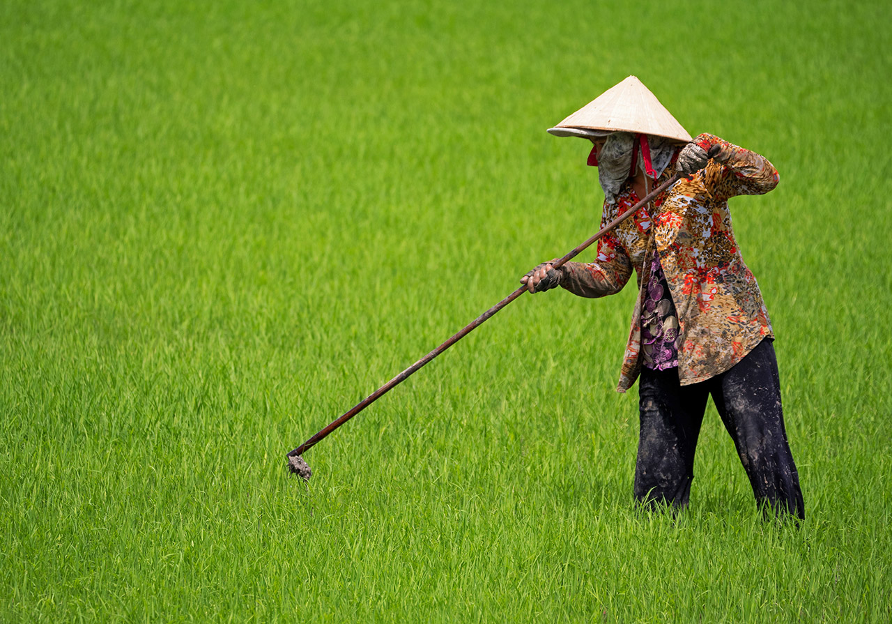 Rice fields, Mekong Delta, Vietnam ©2017