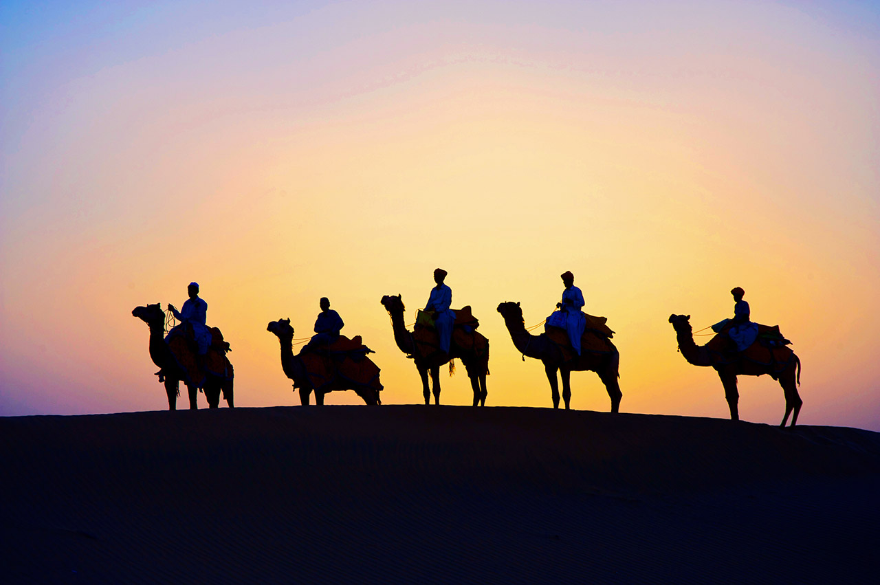 Camels at sunset, Thar Desert, India ©2017