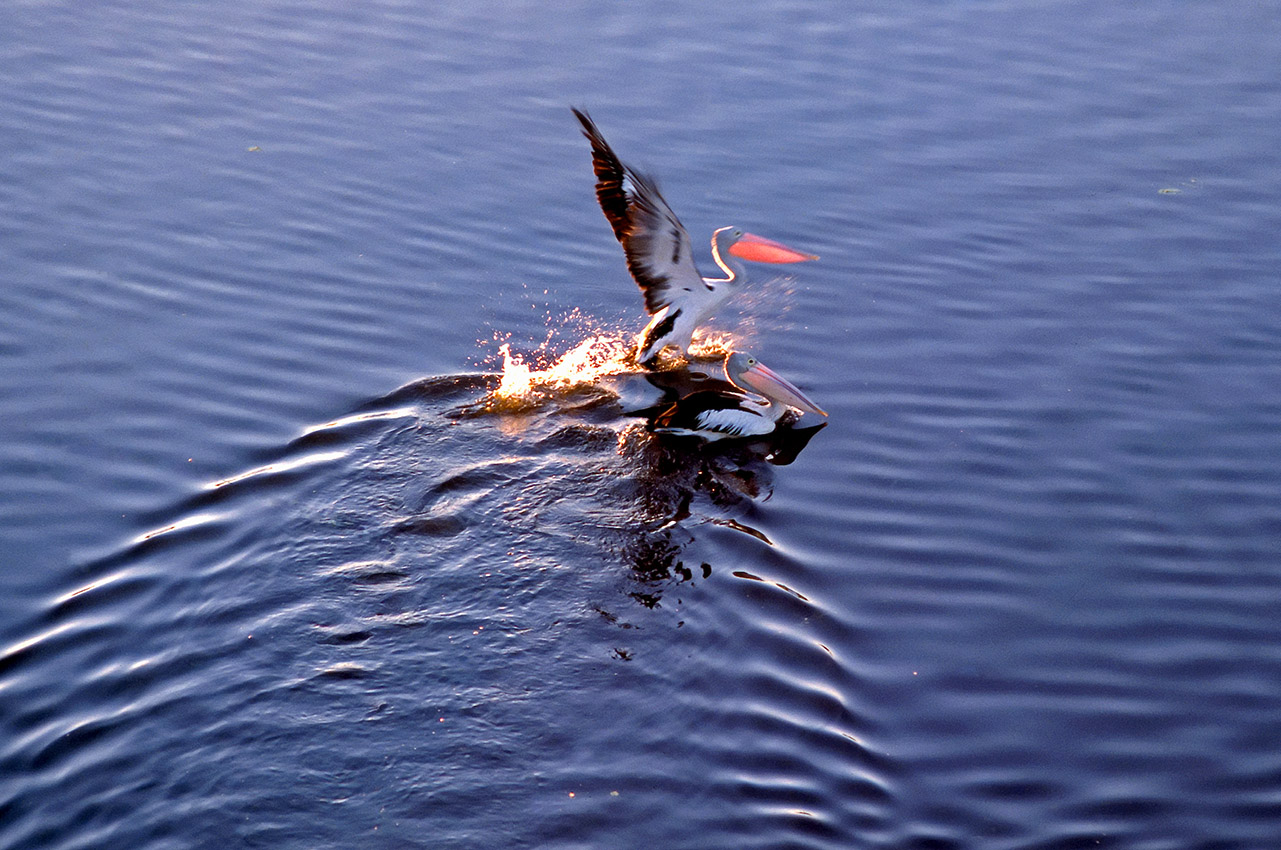 Pelican coming in for landing, Kakadu National Park, NT, Australia, ©2017