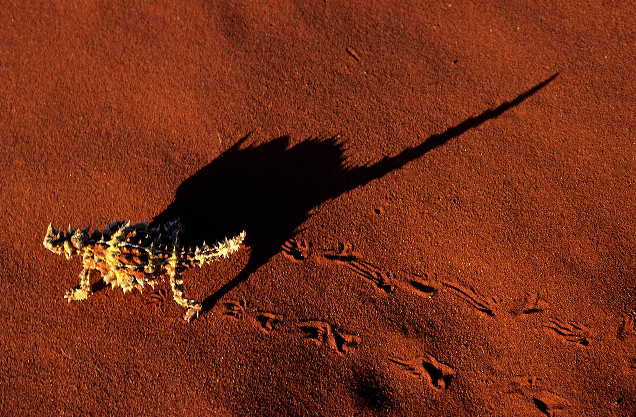 Thorny Devil, (Moloch horridus) Central Australia, ©2017