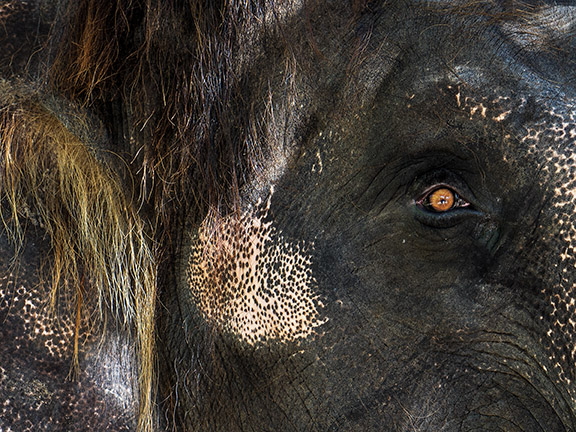 GDeichmann_Elephant_Eye_Wildlife_2_1460866